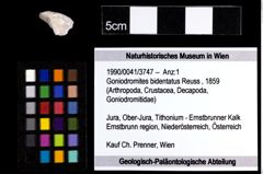 Foto (Objekt + Etiketten) von Goniodromites bidentatus (Reuss, 1859) 